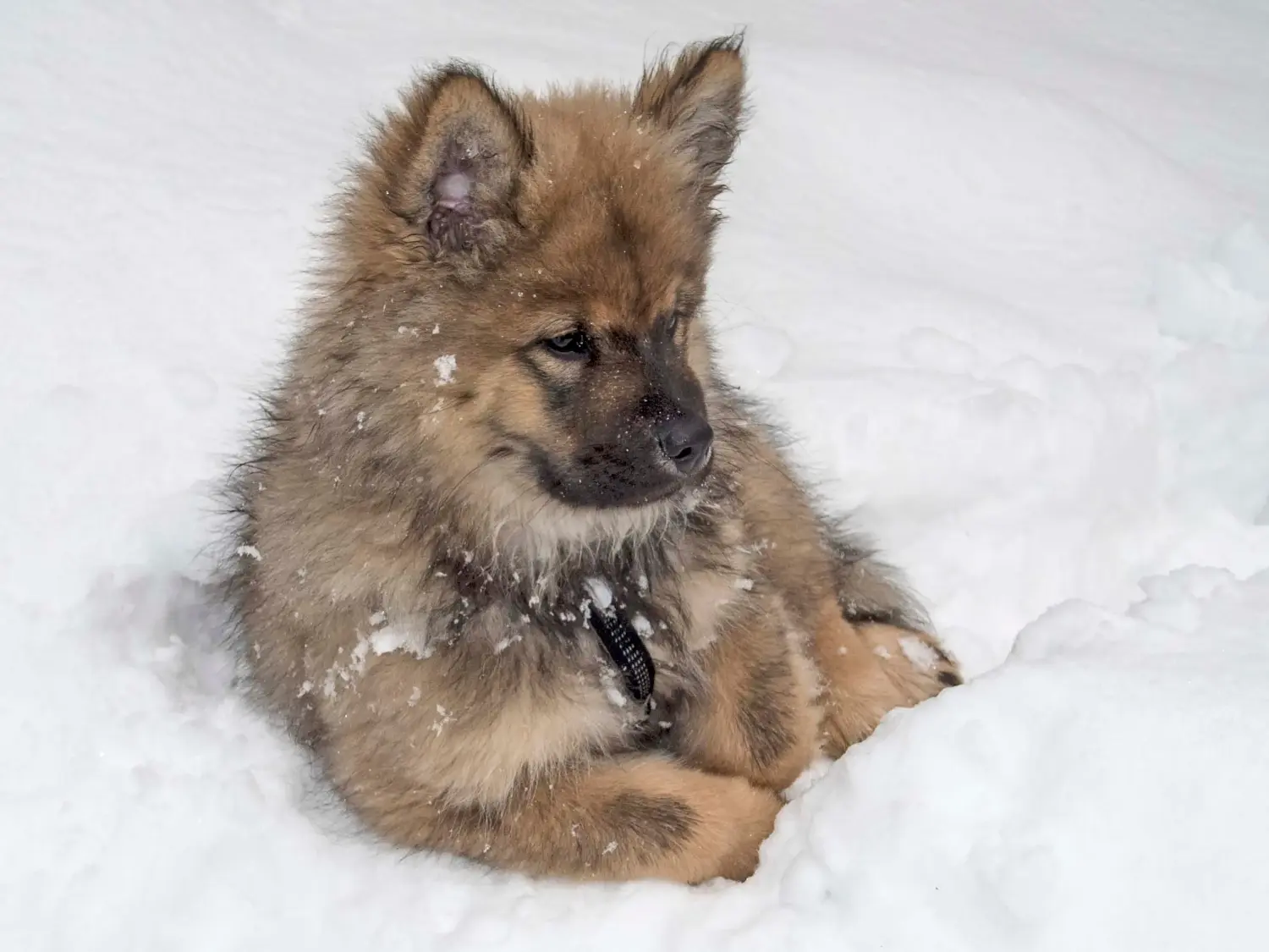 Einen Eurasier Welpen zu kaufen, bedeutet Verantwortung zu übernehmen! Eurasier Welpen kaufen.