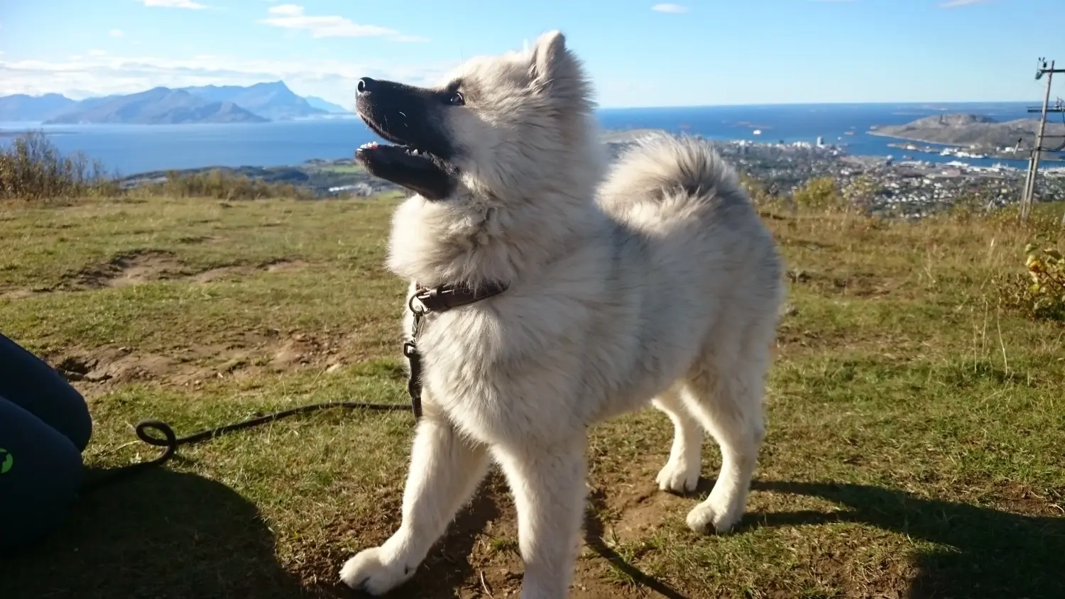 Einen Eurasier Welpen zu kaufen, bedeutet Verantwortung zu übernehmen! Eurasier Welpen kaufen.