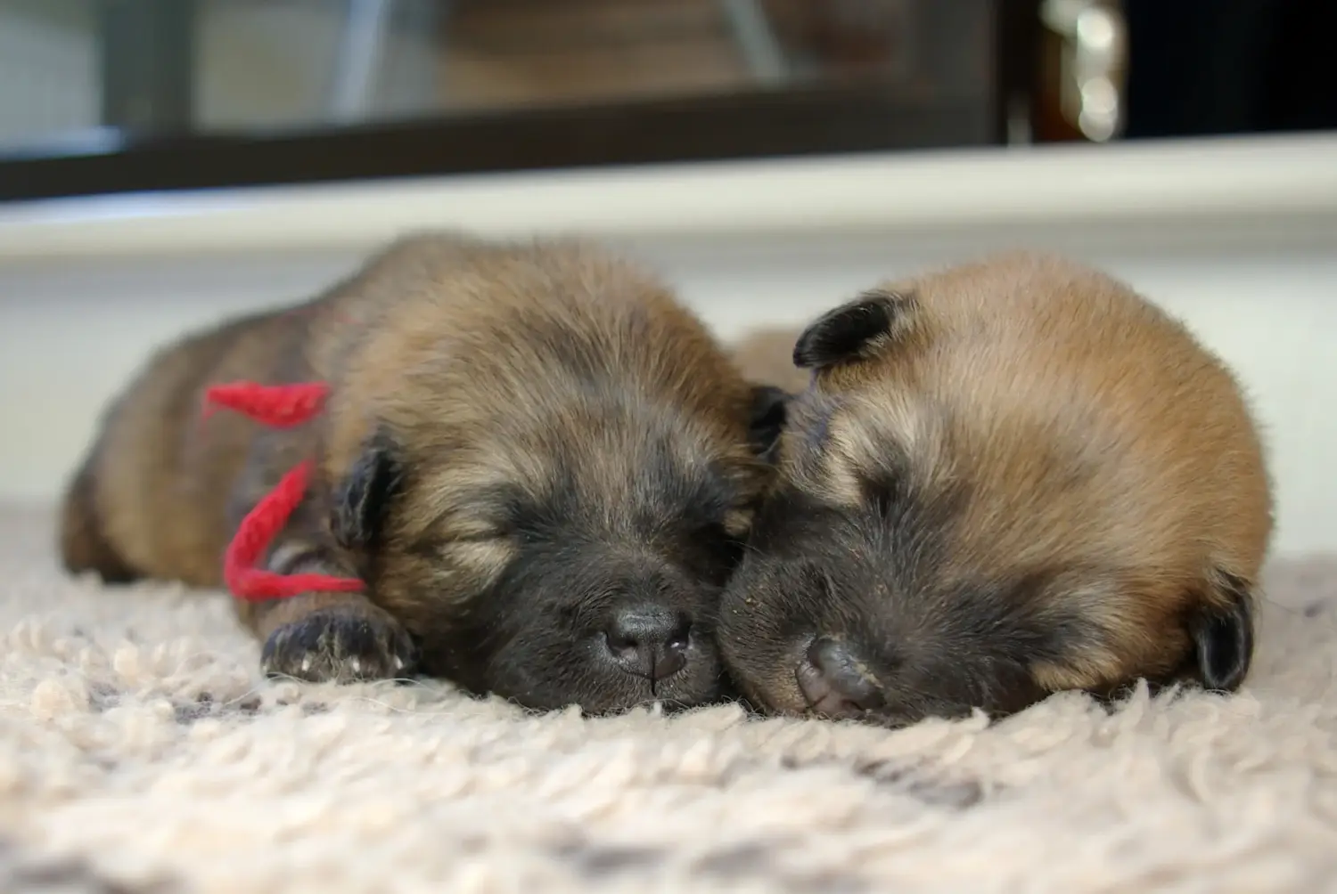 Einen Eurasier Welpen zu kaufen, bedeutet Verantwortung zu übernehmen! Eurasier Welpen kaufen.