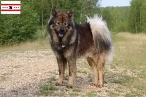 Mehr über den Artikel erfahren Eurasier Züchter und Welpen in Drenthe