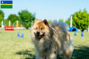 Mehr über den Artikel erfahren Eurasier Züchter und Welpen in Flevoland