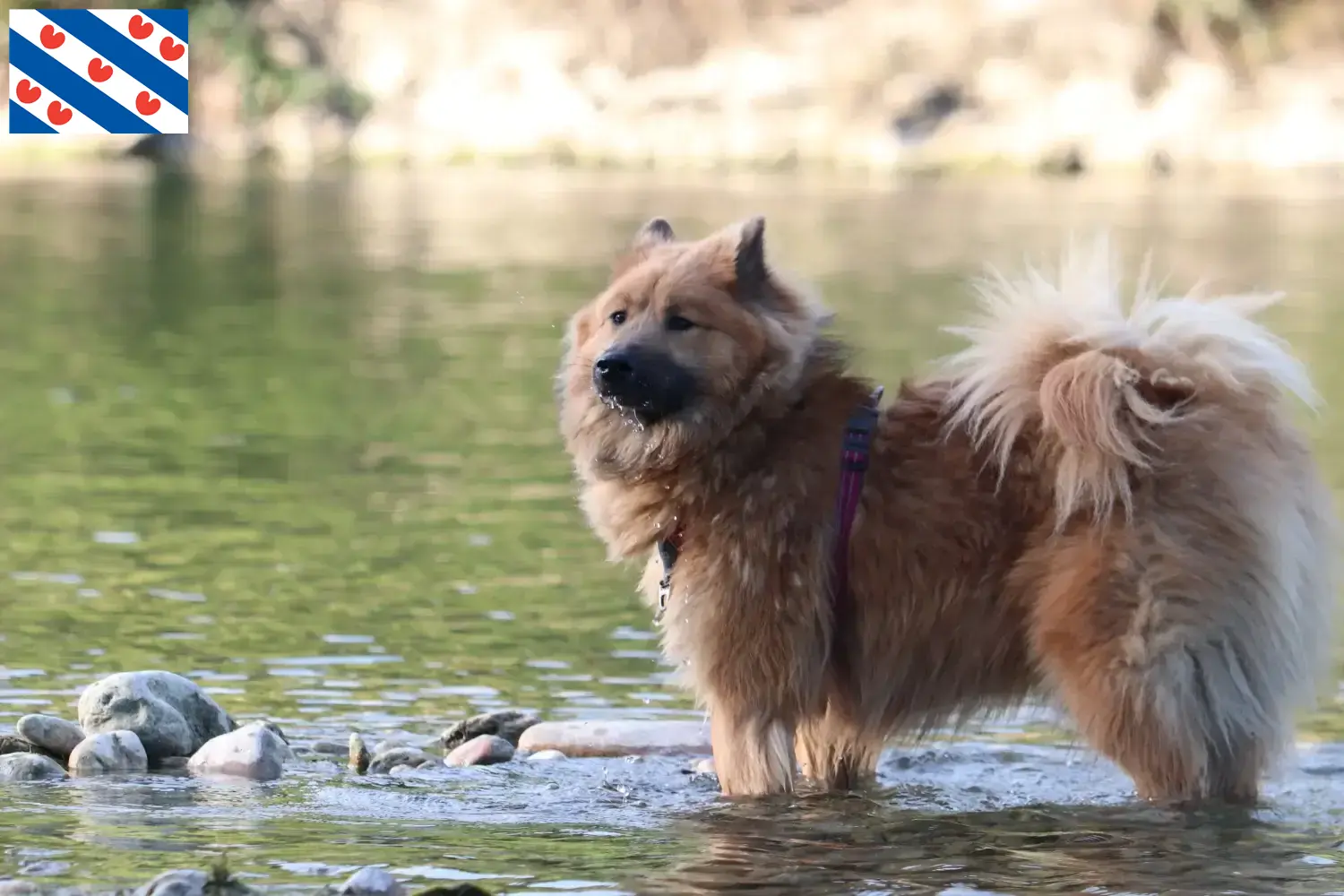 Eurasier Welpen und Züchter Friesland Hier findest Du Eurasier Züchter in Friesland.
