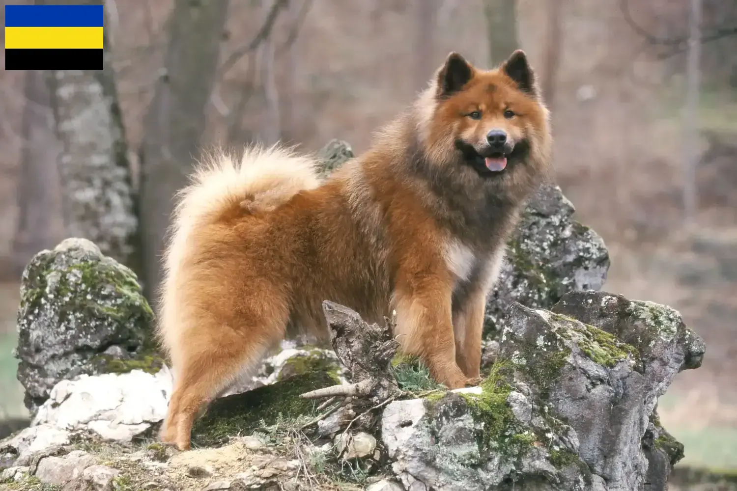 Eurasier Welpen und Züchter Gelderland Hier findest Du Eurasier Züchter in Gelderland.