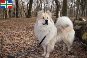 Mehr über den Artikel erfahren Eurasier Züchter und Welpen in Groningen