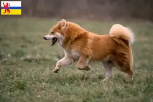 Mehr über den Artikel erfahren Eurasier Züchter und Welpen in Limburg