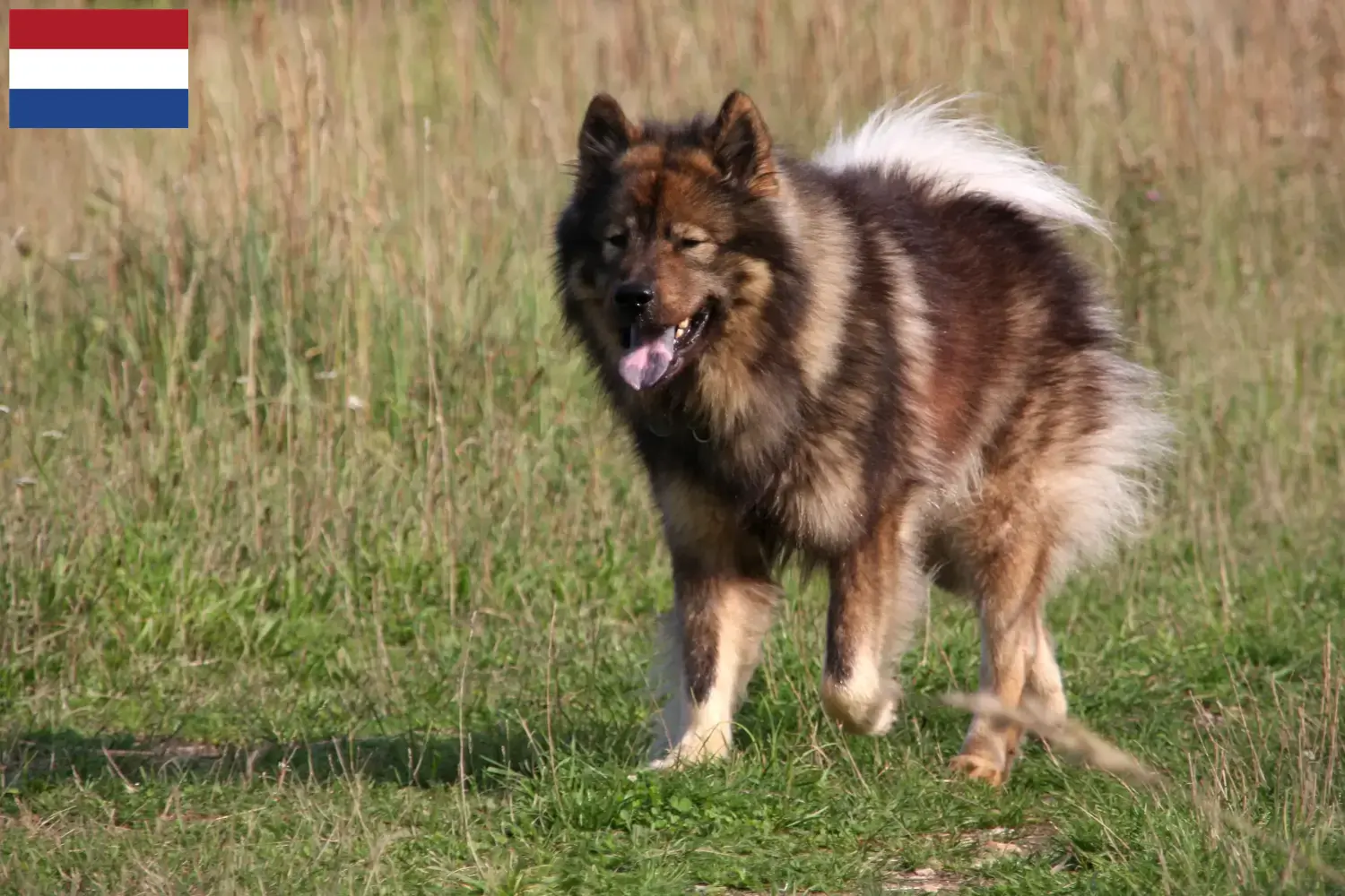 Eurasier Welpen und Züchter Niederlande Hier findest Du Eurasier Züchter in den Niederlanden.