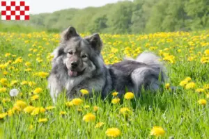 Mehr über den Artikel erfahren Eurasier Züchter und Welpen in Nordbrabant