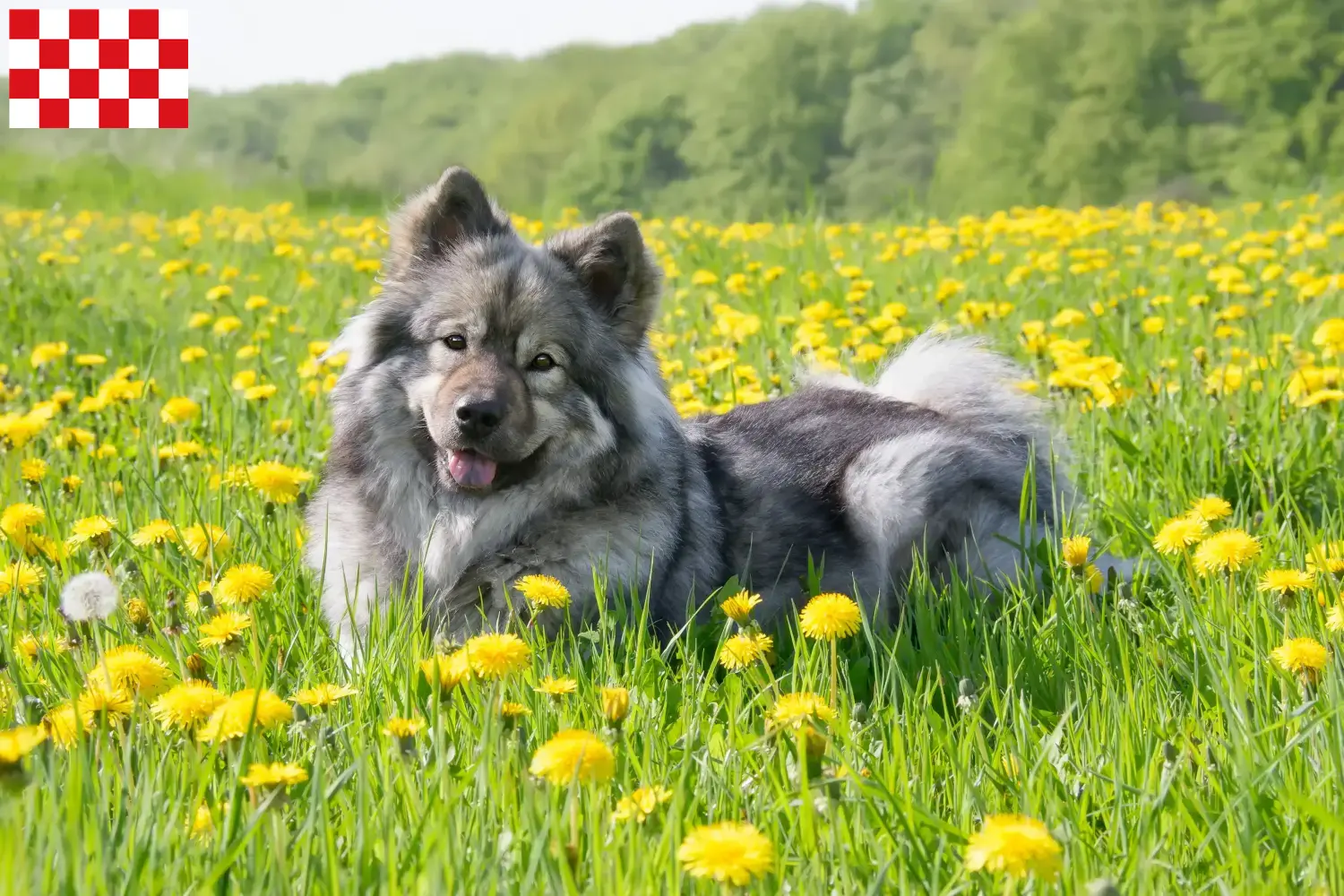 Eurasier Welpen und Züchter Nordbrabant Hier findest Du Eurasier Züchter in Nordbrabant.