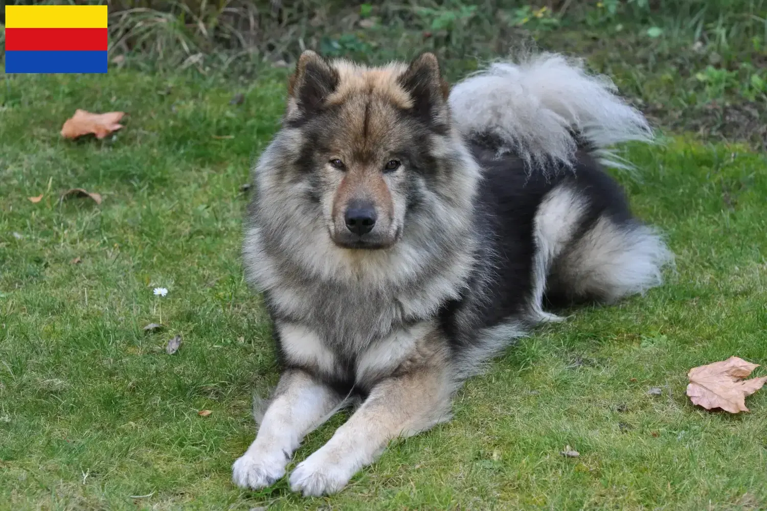 Eurasier Welpen und Züchter Nordholland Hier findest Du Eurasier Züchter in Nordholland.