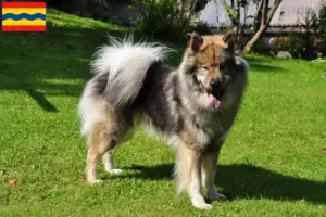 Mehr über den Artikel erfahren Eurasier Züchter und Welpen in Overijssel