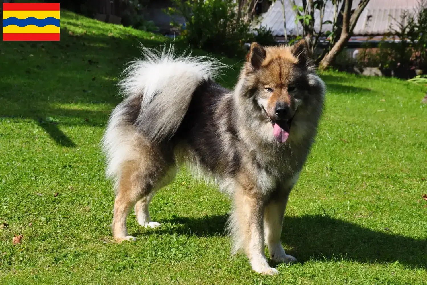 Eurasier Welpen und Züchter Overijssel Hier findest Du Eurasier Züchter in Overijssel.