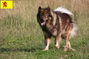 Mehr über den Artikel erfahren Eurasier Züchter und Welpen in Südholland
