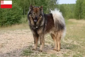 Mehr über den Artikel erfahren Eurasier Züchter und Welpen in Utrecht