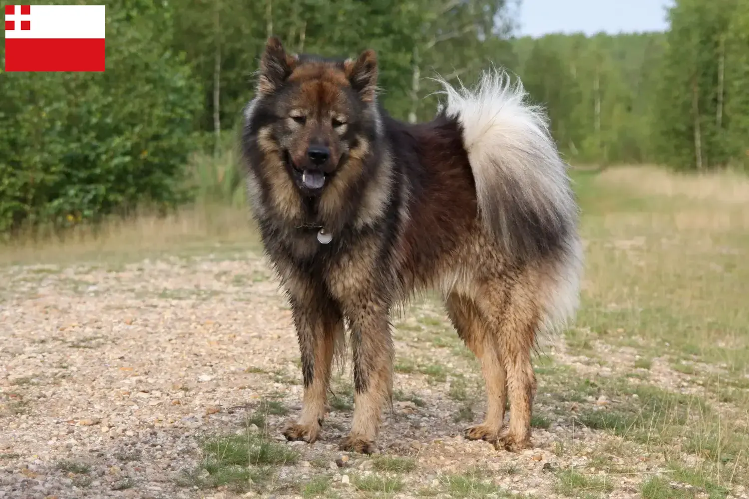 Eurasier Welpen und Züchter Utrecht Hier findest Du Eurasier Züchter in Utrecht.