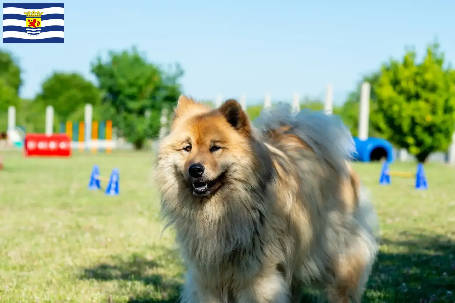 Eurasier Welpen und Züchter Zeeland Hier findest Du Eurasier Züchter in Zeeland.