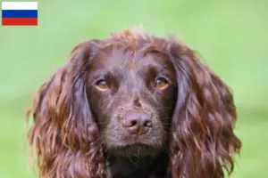 Mehr über den Artikel erfahren Field Spaniel Züchter und Welpen in Russland