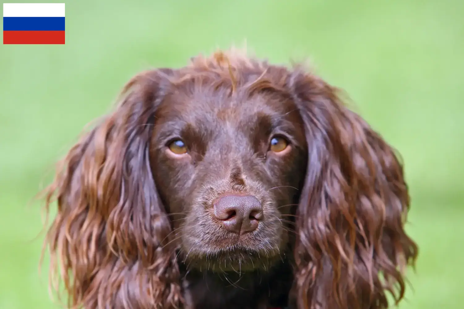 Field Spaniel Welpen und Züchter Russland Hier findest Du Field Spaniels Züchter in Russland.