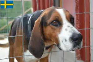 Mehr über den Artikel erfahren Finnischer Laufhund Züchter und Welpen in Schweden