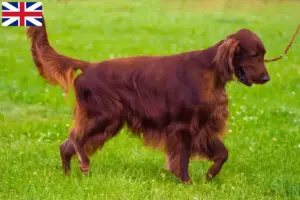 Mehr über den Artikel erfahren Irish Red Setter Züchter und Welpen in Großbritannien
