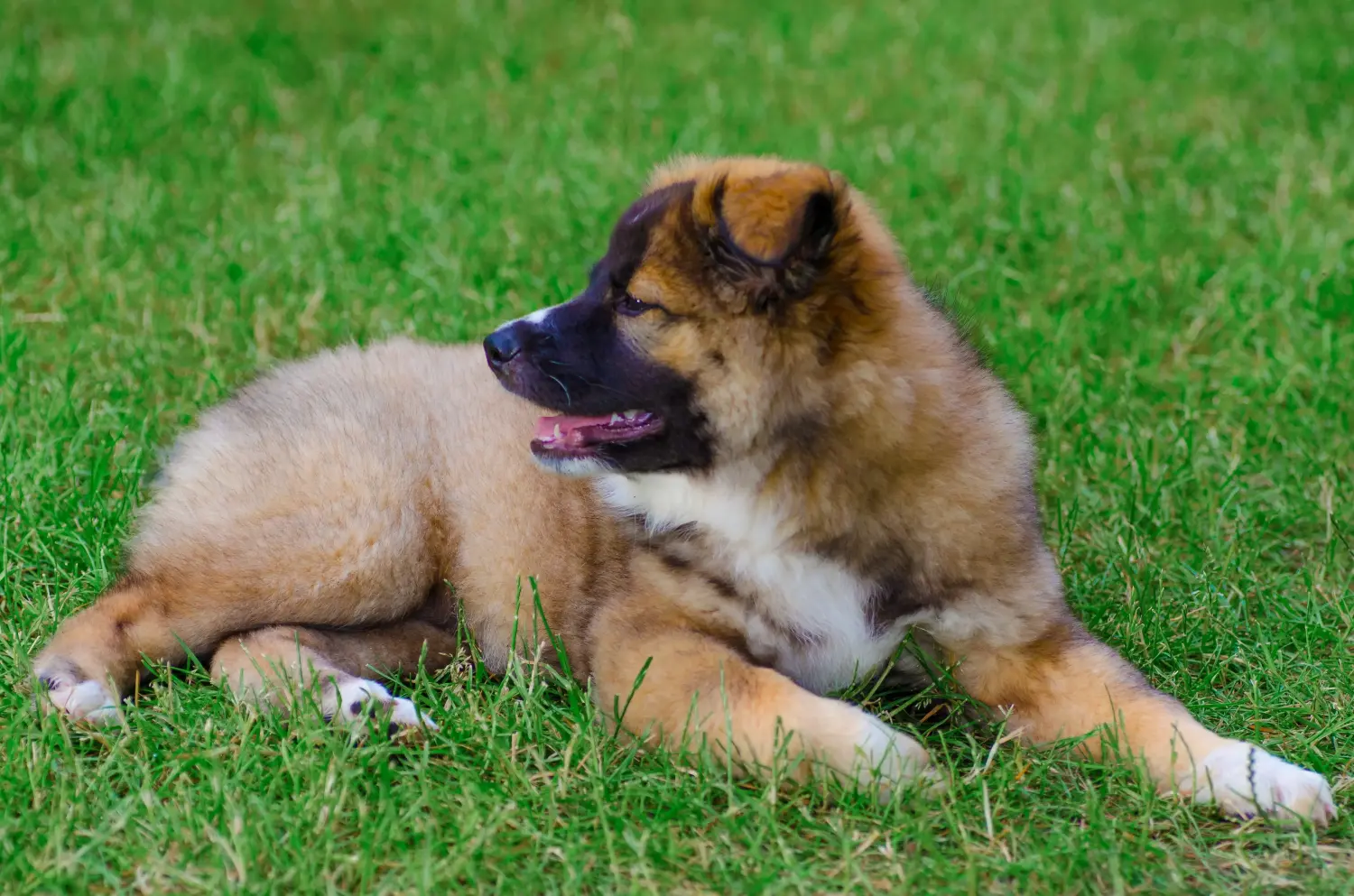 Einen Islandhund Welpen zu kaufen, bedeutet Verantwortung zu übernehmen! Islandhund Welpen kaufen.