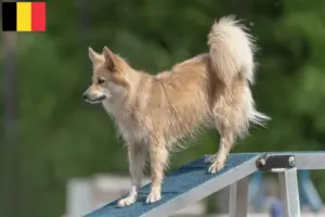 Mehr über den Artikel erfahren Islandhund Züchter und Welpen in Belgien