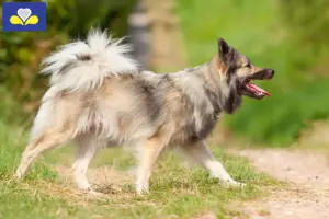 Mehr über den Artikel erfahren Islandhund Züchter und Welpen in Region Brüssel-Hauptstadt