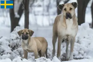 Mehr über den Artikel erfahren Kangal Züchter und Welpen in Schweden