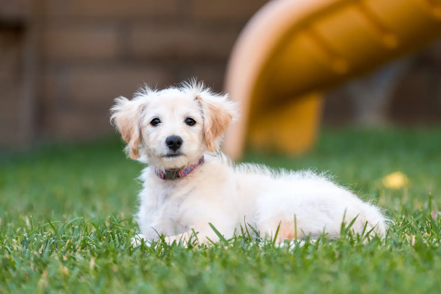 Einen Labradoodle Welpen zu kaufen, bedeutet Verantwortung zu übernehmen! Labradoodle Welpen kaufen.