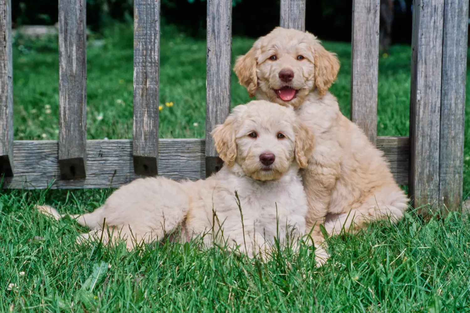 Einen Labradoodle Welpen zu kaufen, bedeutet Verantwortung zu übernehmen! Labradoodle Welpen kaufen.