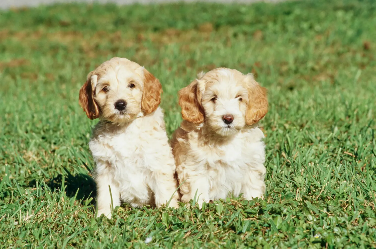 Einen Labradoodle Welpen zu kaufen, bedeutet Verantwortung zu übernehmen! Labradoodle Welpen kaufen.