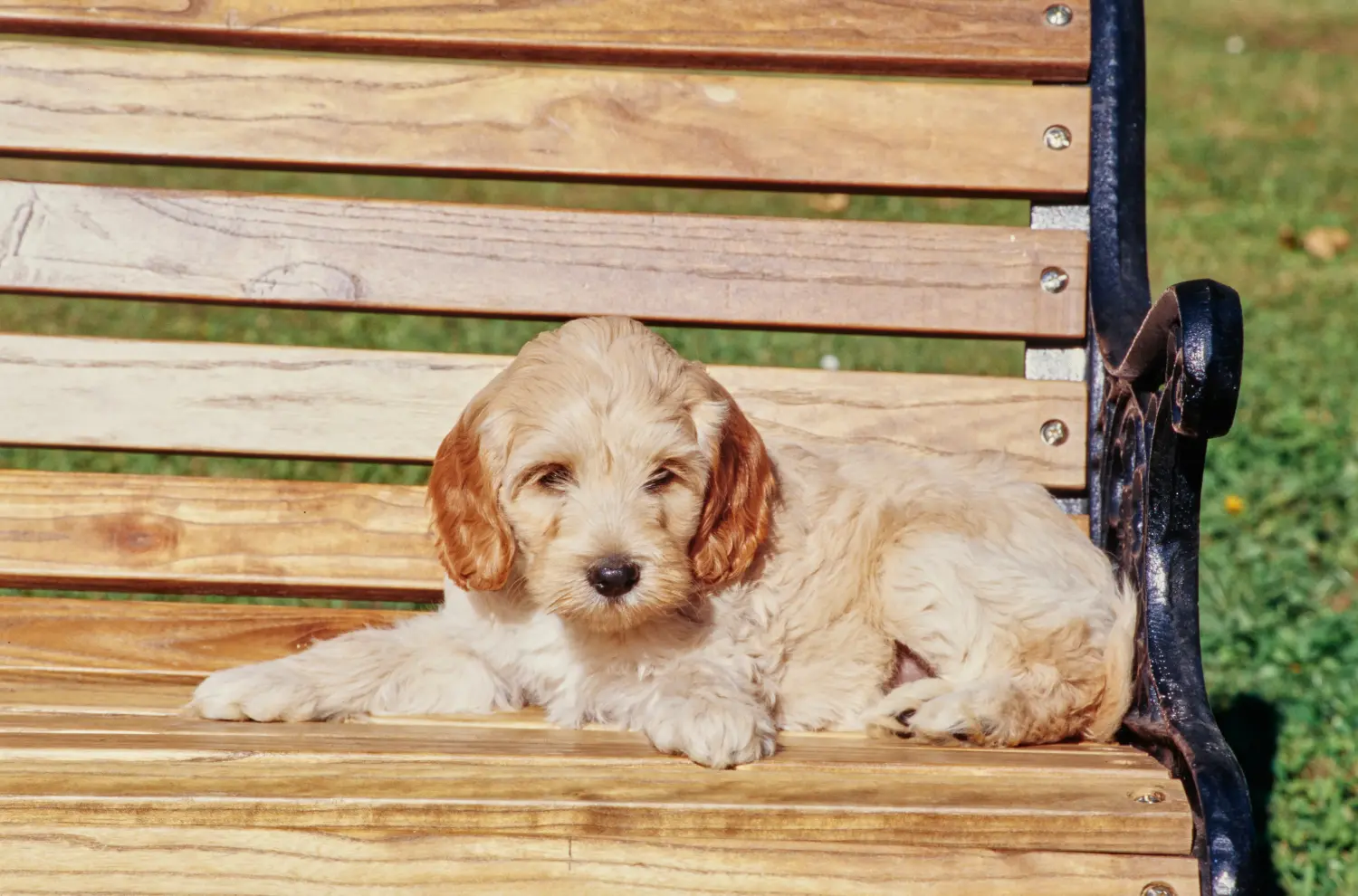 Einen Labradoodle Welpen zu kaufen, bedeutet Verantwortung zu übernehmen! Labradoodle Welpen kaufen.