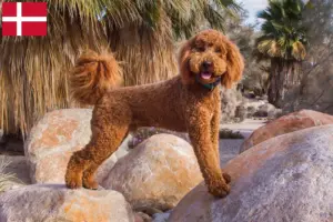 Mehr über den Artikel erfahren Labradoodle Züchter und Welpen in Dänemark