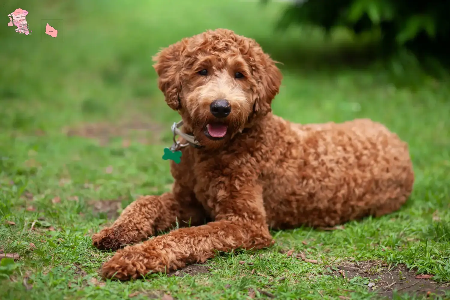 Labradoodle Welpen und Züchter Hovedstaden Hier findest Du Labradoodles Züchter in Hovedstaden.