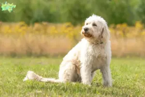 Mehr über den Artikel erfahren Labradoodle Züchter und Welpen in Midtjylland