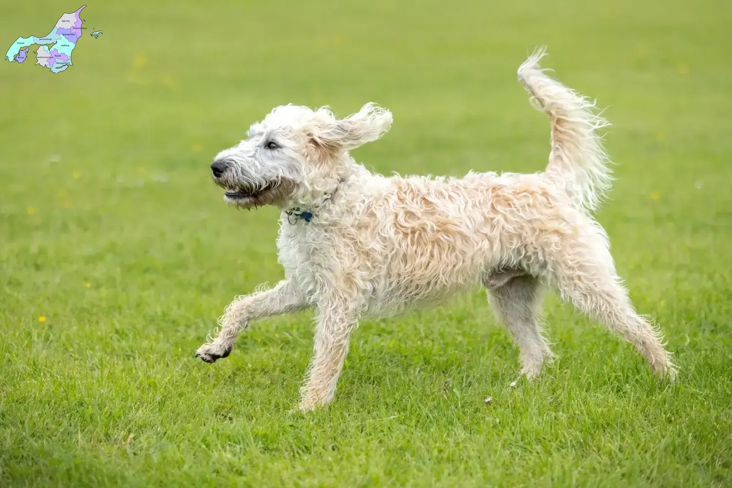 Labradoodle Welpen und Züchter Nordjylland Hier findest Du Labradoodles Züchter in Nordjylland.