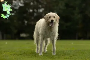 Mehr über den Artikel erfahren Labradoodle Züchter und Welpen in Sjælland