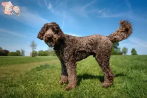Mehr über den Artikel erfahren Labradoodle Züchter und Welpen in Syddanmark