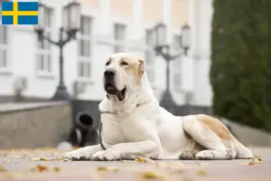 Mehr über den Artikel erfahren Mittelasiatischer Schäferhund Züchter und Welpen in Schweden