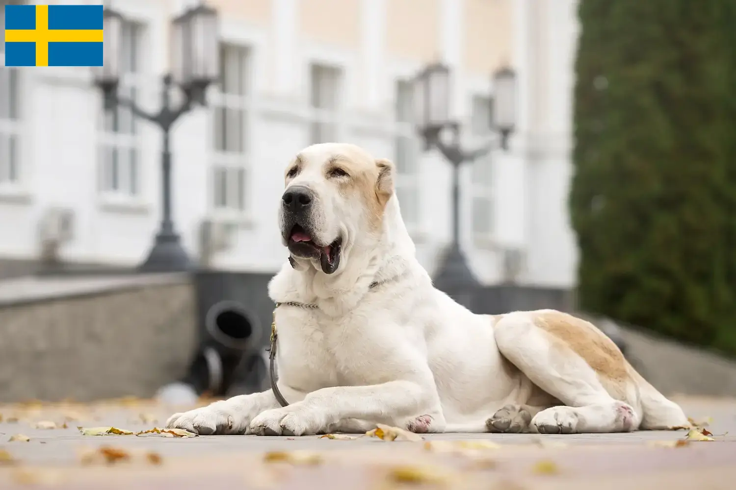 Mittelasiatischer Schäferhund Welpen und Züchter Schweden Hier findest Du Mittelasiatische Schäferhunde Züchter in Schweden.