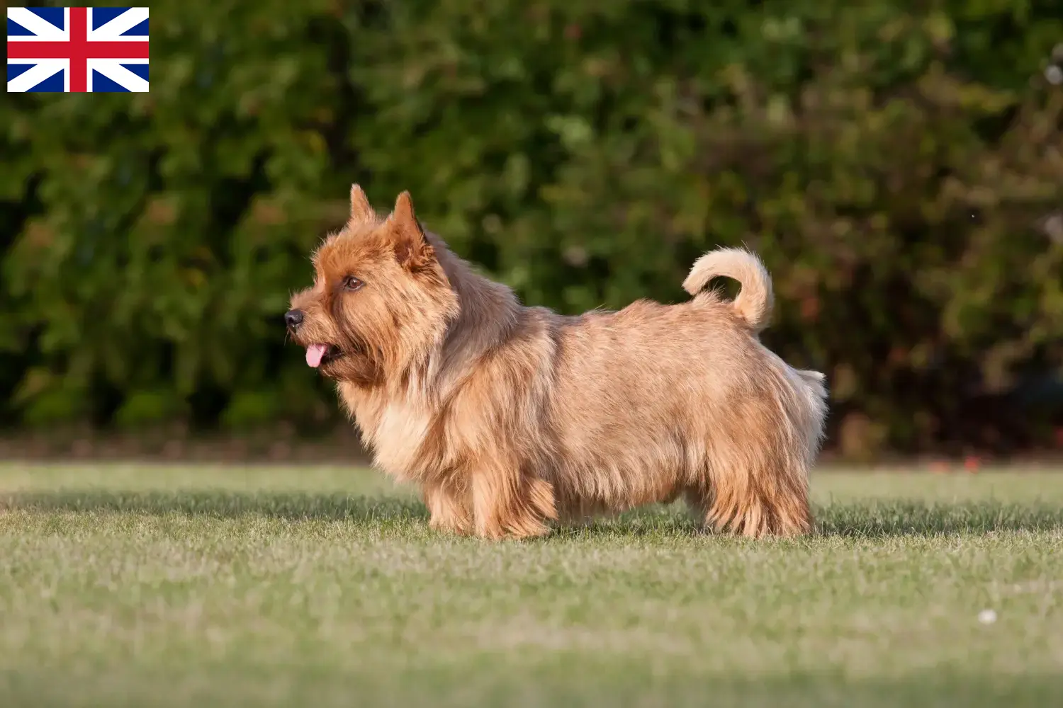 Norwich Terrier Welpen und Züchter Großbritannien Hier findest Du Norwich Terrier Züchter in Großbritannien.
