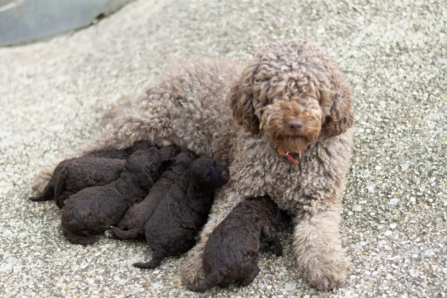 Einen Perro de Agua Español Welpen zu kaufen, bedeutet Verantwortung zu übernehmen! Perro de Agua Español Welpen kaufen.