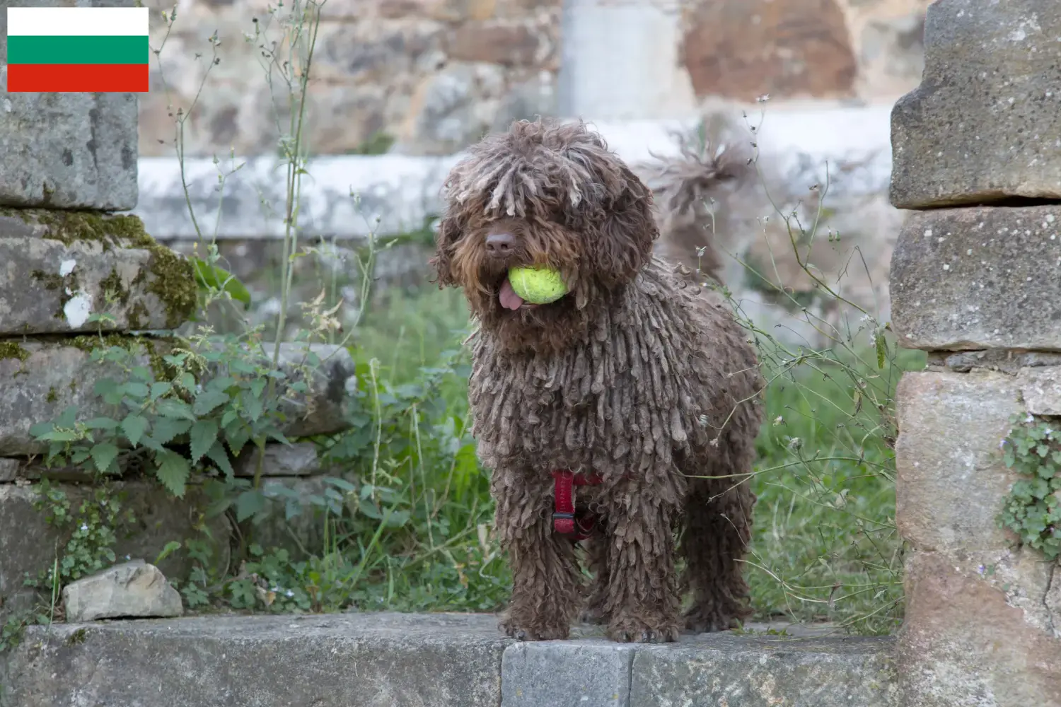 Perro de Agua Español Welpen und Züchter Bulgarien Hier findest Du Perro de Agua Españols Züchter in Bulgarien.