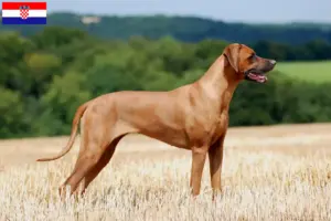 Mehr über den Artikel erfahren Rhodesian Ridgeback Züchter und Welpen in Kroatien