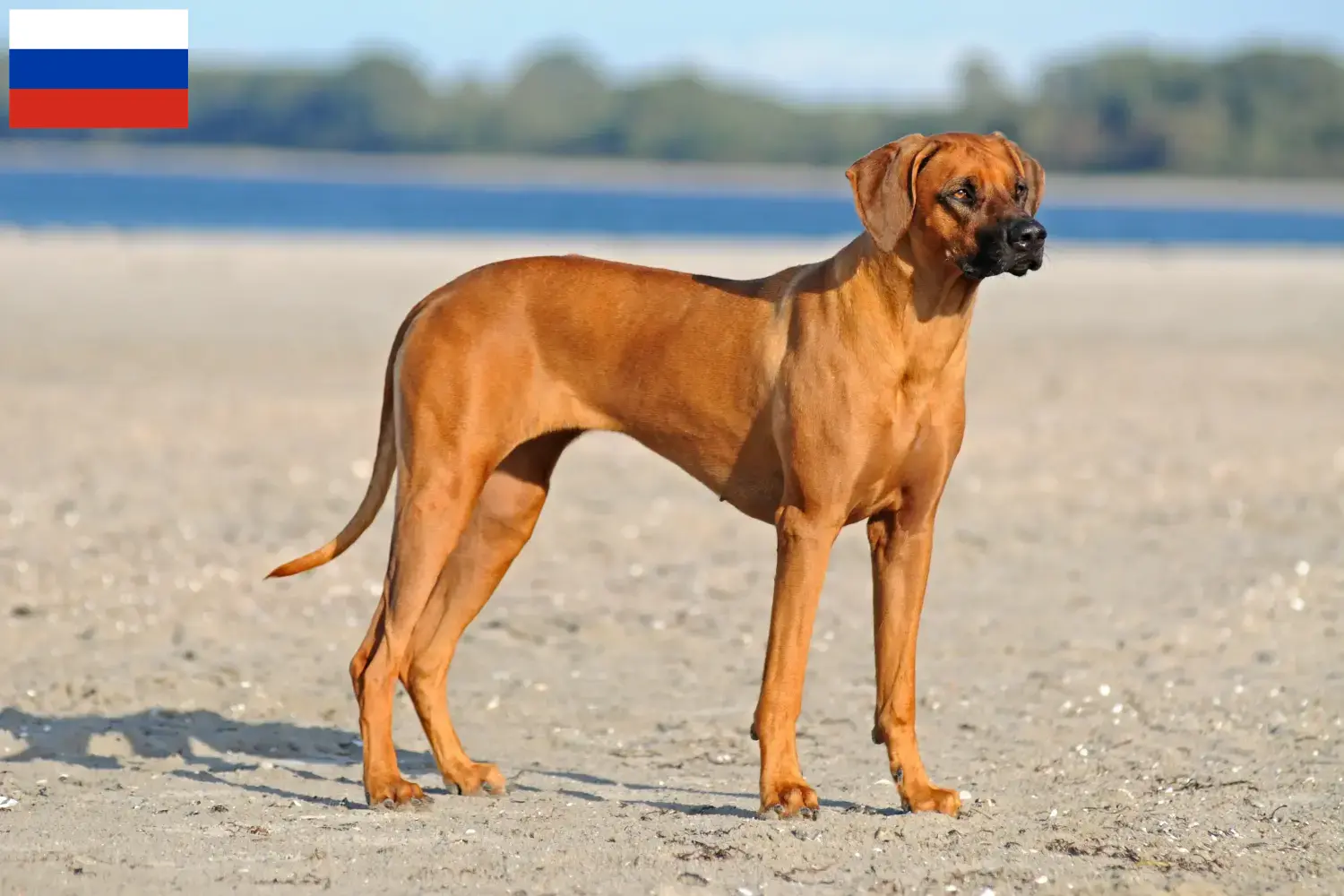 Rhodesian Ridgeback Welpen und Züchter Russland Hier findest Du Rhodesian Ridgebacks Züchter in Russland.