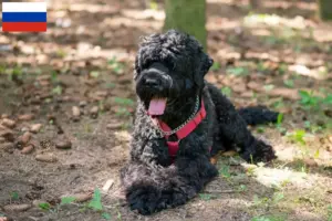 Mehr über den Artikel erfahren Russischer Schwarzer Terrier Züchter und Welpen in Russland