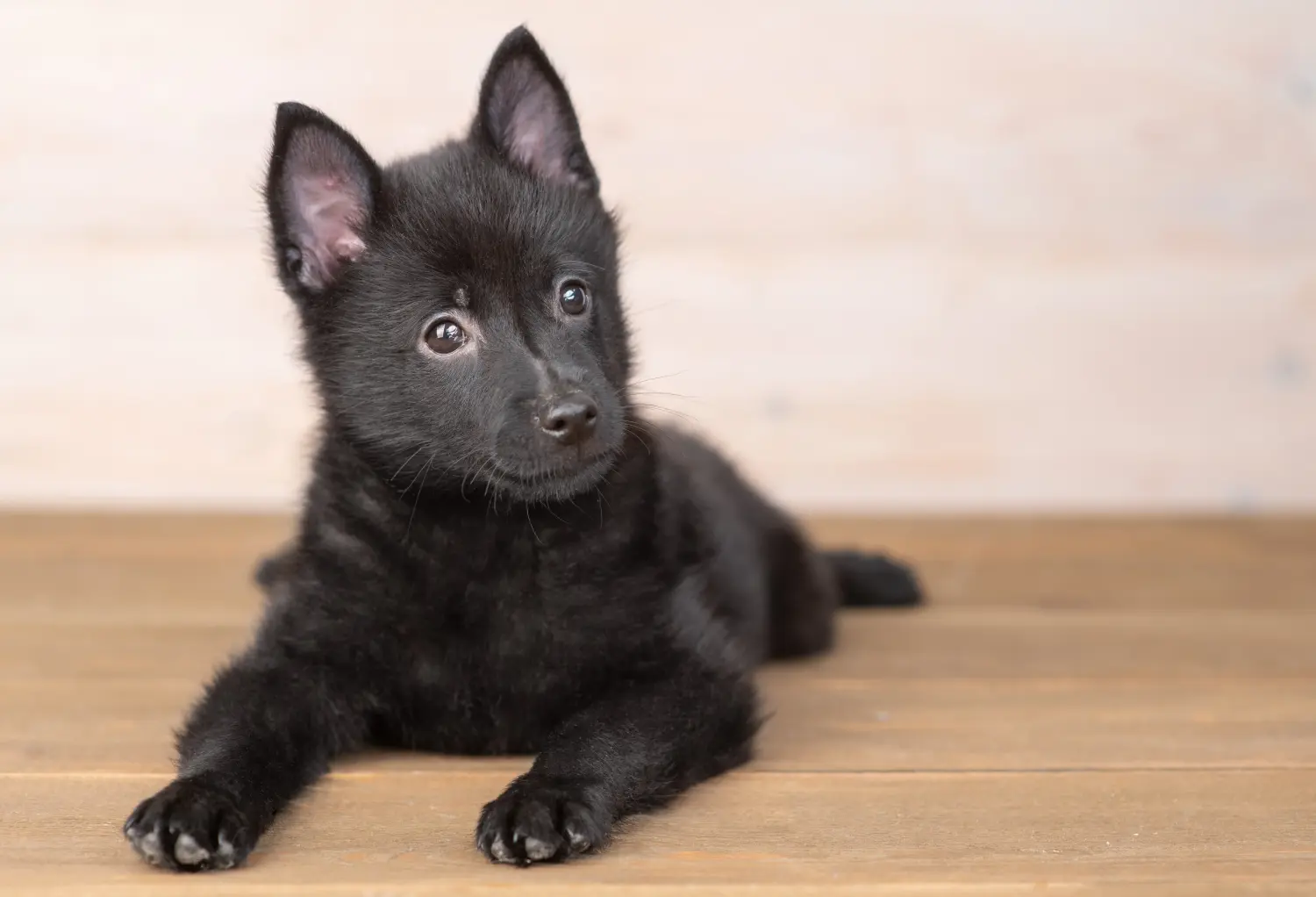 Einen Schipperke Welpen zu kaufen, bedeutet Verantwortung zu übernehmen! Schipperke Welpen kaufen.