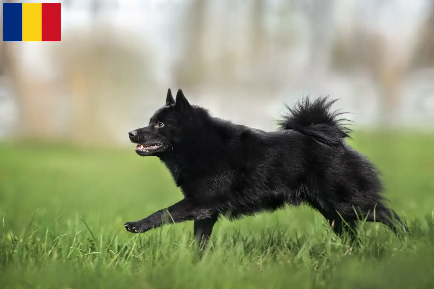Schipperke Welpen und Züchter Rumänien Hier findest Du Schipperkes Züchter in Rumänien.