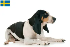 Mehr über den Artikel erfahren Schweizer Laufhund Züchter und Welpen in Schweden