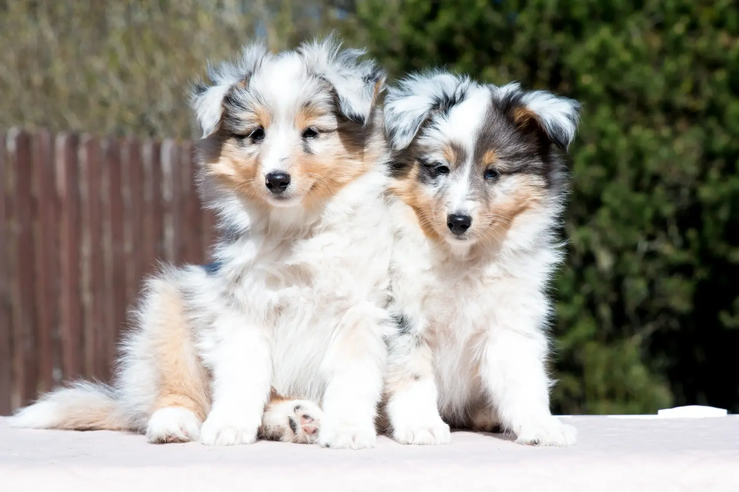 Einen Sheltie Welpen zu kaufen, bedeutet Verantwortung zu übernehmen! Sheltie Welpen kaufen.