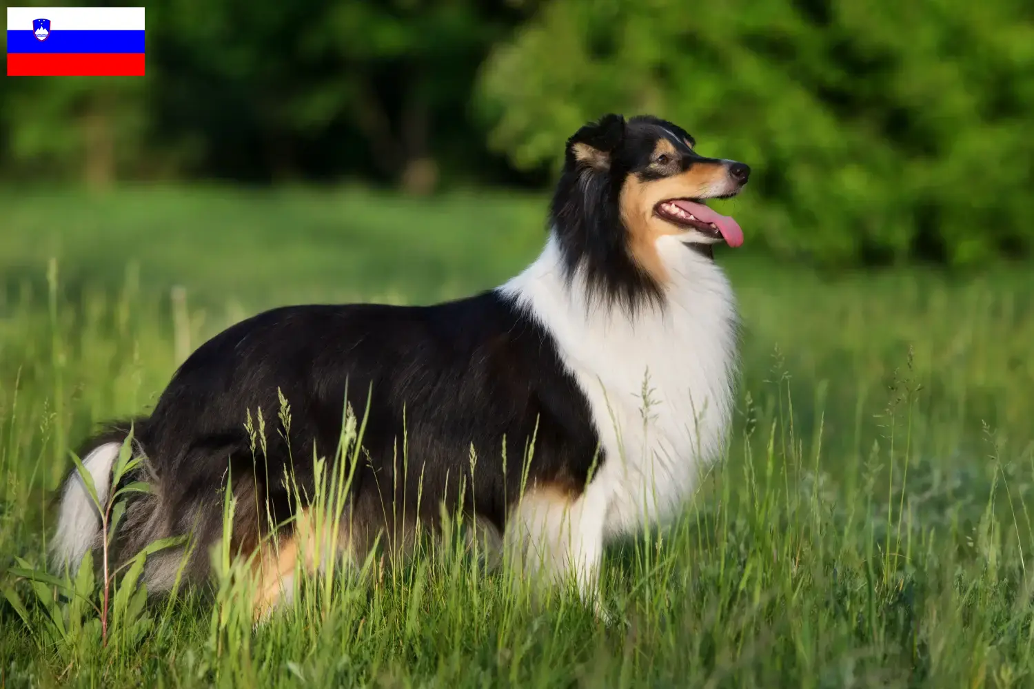 Sheltie Welpen und Züchter Slowenien Hier findest Du Shelties Züchter in Slowenien.